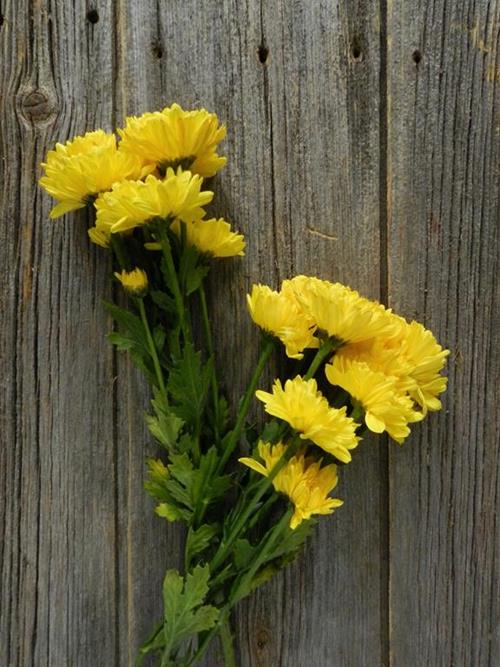 CHEDDAR YELLOW CUSHION POMPS
